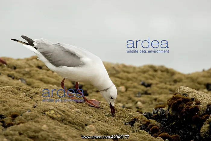 : Hartlaubs Gull - foraging on a rock : Hartlaubs Gull - foraging on a rock
