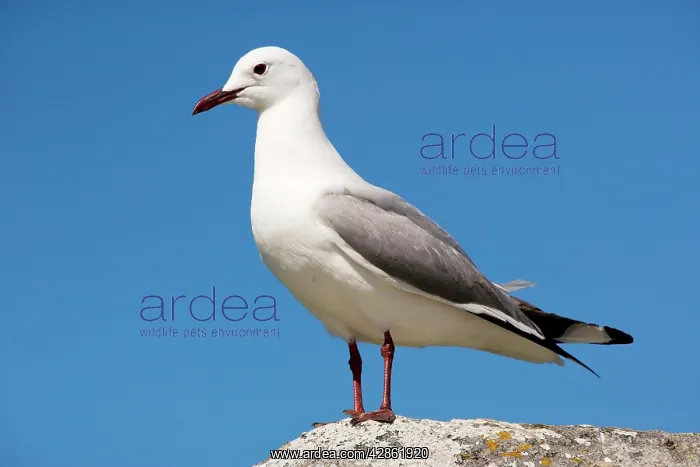 : Hartlaub's Gull / King Gull : Hartlaub's Gull / King Gull