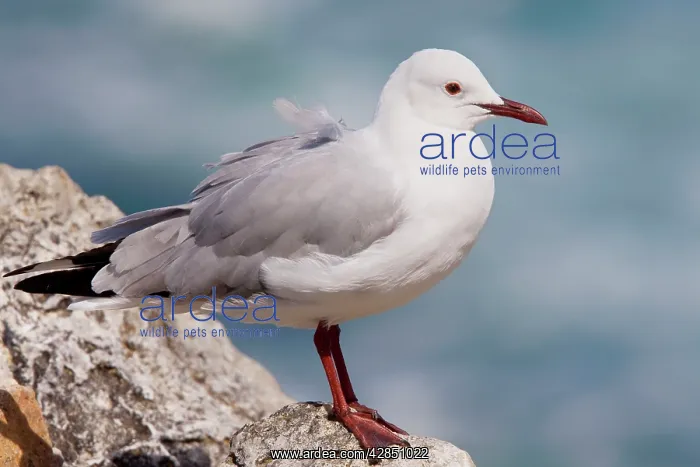: Hartlaub's Gull - perched on rock : Hartlaub's Gull - perched on rock