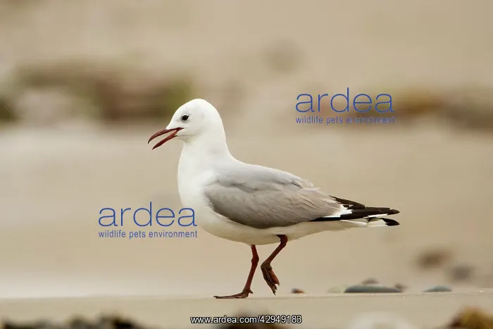  : Hartlaubs Gull - walking along a beach