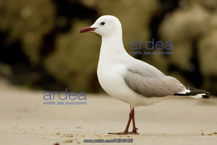 : Hartlaubs Gull - walking along a beach : Hartlaubs Gull - walking along a beach