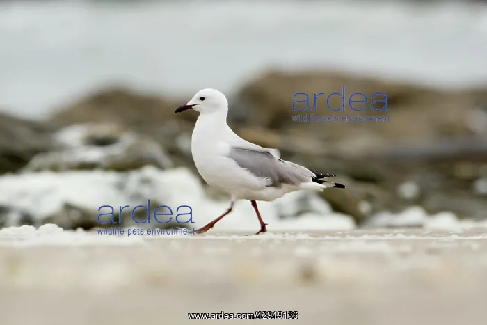 : Hartlaubs Gull - Walking along a foam blown shoreline : Hartlaubs Gull - Walking along a foam blown shoreline