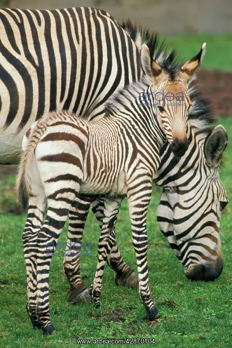 : Hartmann Mountain Zebra - foal / colt : Hartmann Mountain Zebra - foal / colt