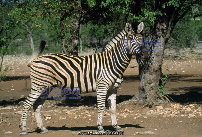 : HartmannIs Mountain Zebra : HartmannIs Mountain Zebra