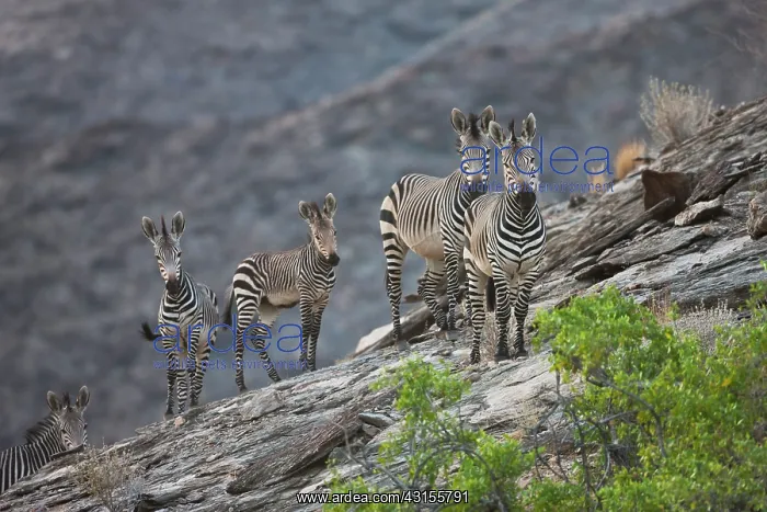 : Hartmann's Mountain Zebra : Hartmann's Mountain Zebra