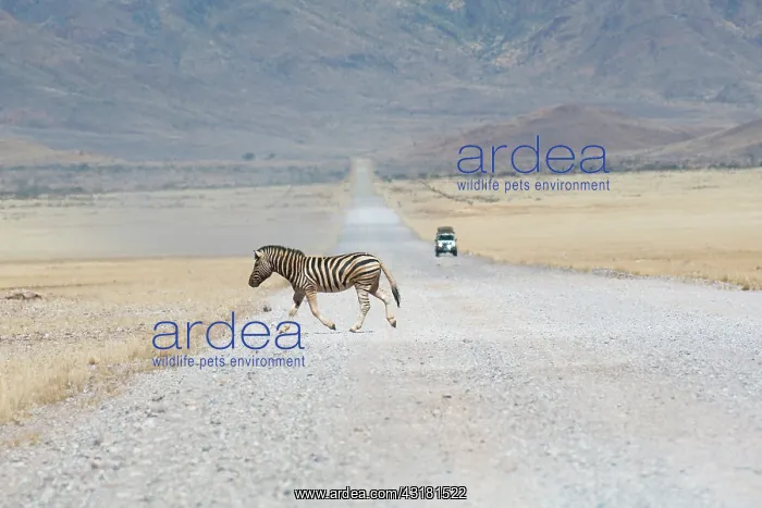 : Hartmann's Mountain Zebra : Hartmann's Mountain Zebra