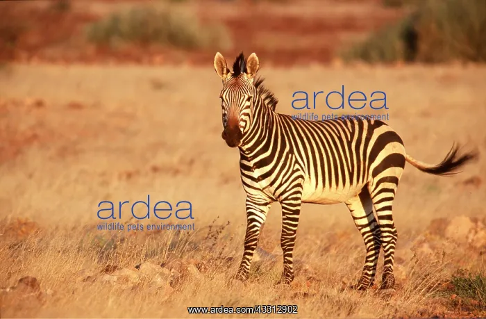 : Hartmann's Mountain Zebra : Hartmann's Mountain Zebra