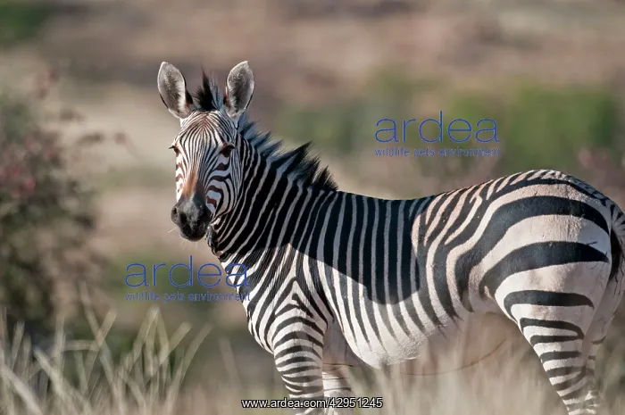 : Hartmann's mountain zebra - close view of adult : Hartmann's mountain zebra - close view of adult