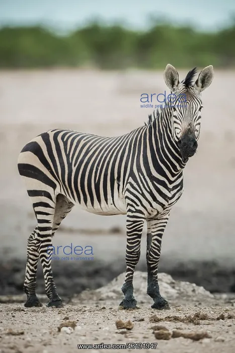: Hartmann's mountain zebra (Equus zebra hartmannae) : Hartmann's mountain zebra (Equus zebra hartmannae)