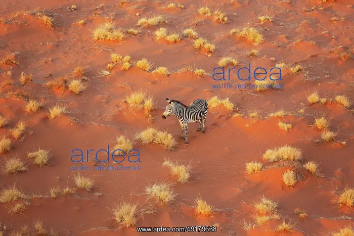 : Hartmann's Mountain Zebra (Equus zebra hartmannae) : Hartmann's Mountain Zebra (Equus zebra hartmannae)