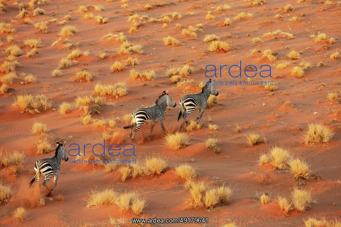 : Hartmann's Mountain Zebra (Equus zebra hartmannae) : Hartmann's Mountain Zebra (Equus zebra hartmannae)