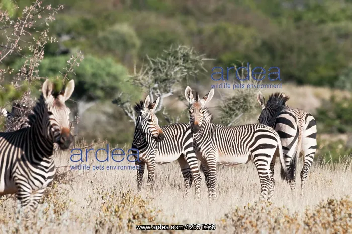 : Hartmann's mountain zebra - Group in scrub : Hartmann's mountain zebra - Group in scrub