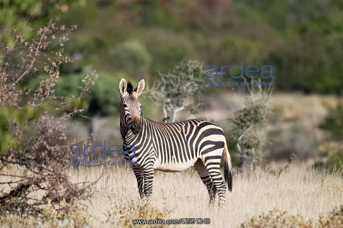 : Hartmann's mountain zebra - side view : Hartmann's mountain zebra - side view