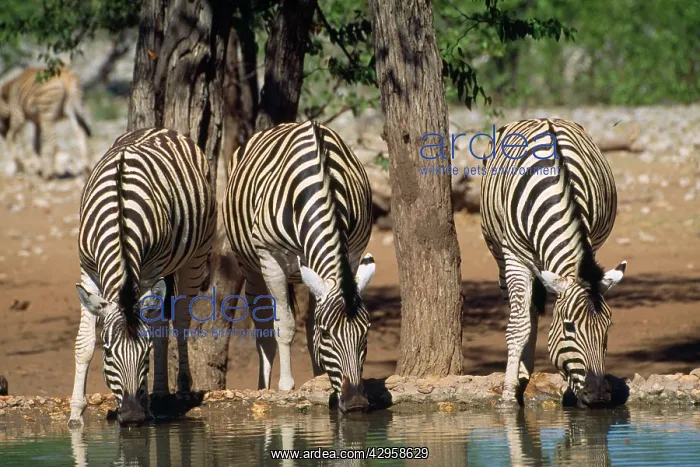 : Hartmann's Mountain Zebras - drinking : Hartmann's Mountain Zebras - drinking
