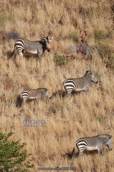 : Hartmann's mountain zerbra - Group on hillside : Hartmann's mountain zerbra - Group on hillside