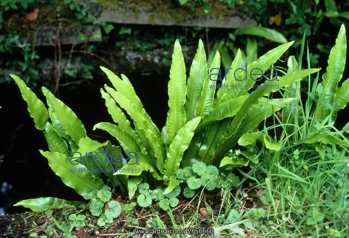 : HART'S TONGUE FERN : HART'S TONGUE FERN