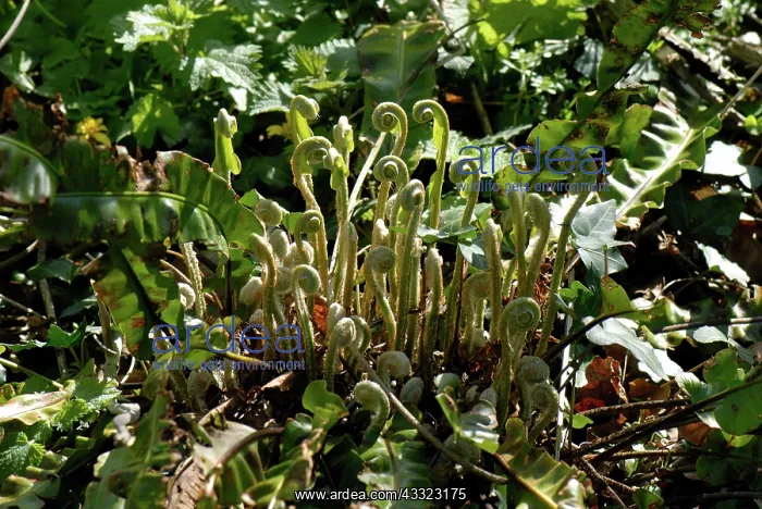 : Harts tongue fern : Harts tongue fern