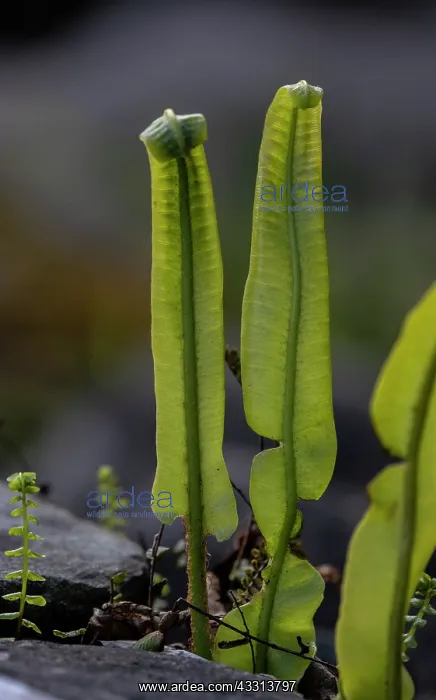 : Hart's-tongue Fern, Asplenium scolopendrium, fro : Hart's-tongue Fern, Asplenium scolopendrium, fro