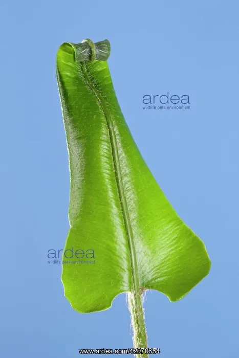 : Harts Tongue Fern - development of leaf : Harts Tongue Fern - development of leaf