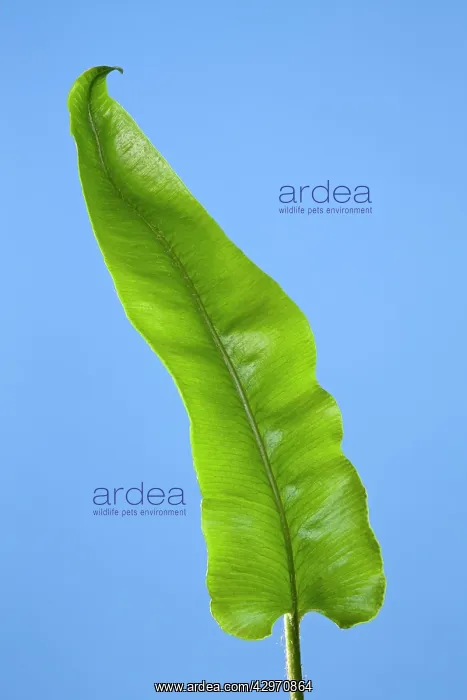 : Harts Tongue Fern - development of leaf : Harts Tongue Fern - development of leaf
