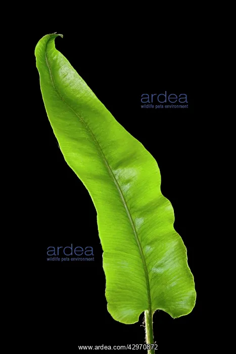 : Harts Tongue Fern - development of leaf : Harts Tongue Fern - development of leaf