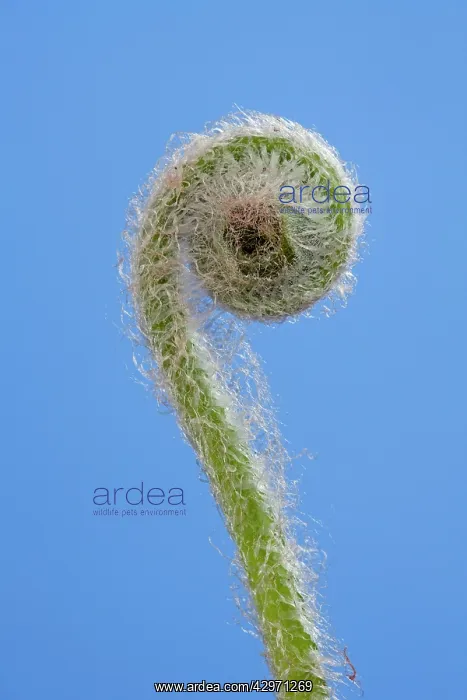 : Harts Tongue Fern - development of leaf : Harts Tongue Fern - development of leaf