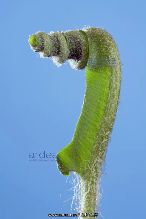 : Harts Tongue Fern - development of leaf : Harts Tongue Fern - development of leaf