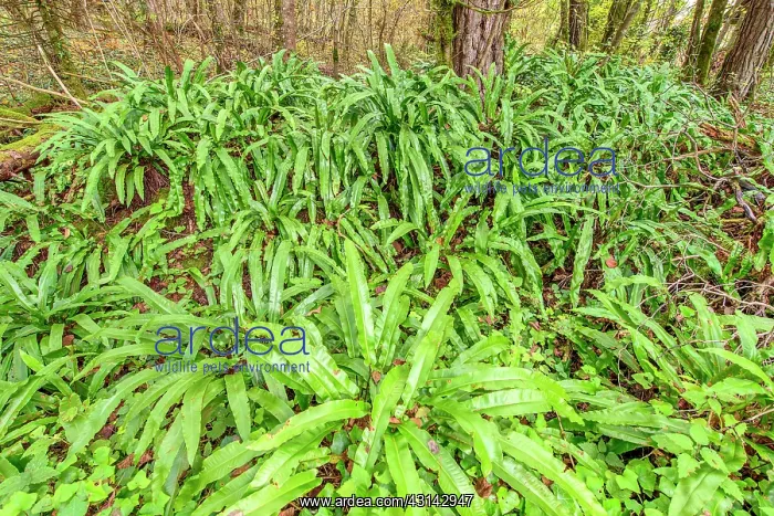 : Hart's Tongue Fern at the edge of a stream, Chautagne : Hart's Tongue Fern at the edge of a stream, Chautagne