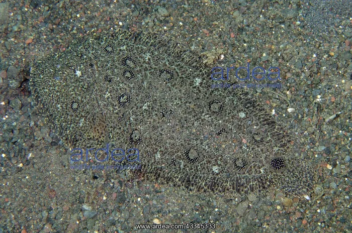 : Hartzfelds Sole - Ghost Bay dive site, Amed, Karangasem : Hartzfelds Sole - Ghost Bay dive site, Amed, Karangasem
