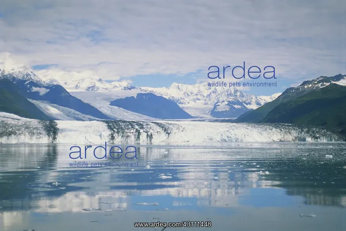  : Harvard Glacier