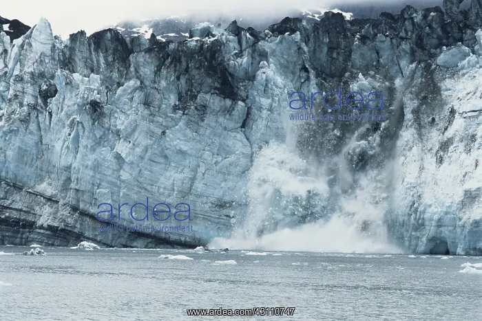 : Harvard Glacier, Calving : Harvard Glacier, Calving
