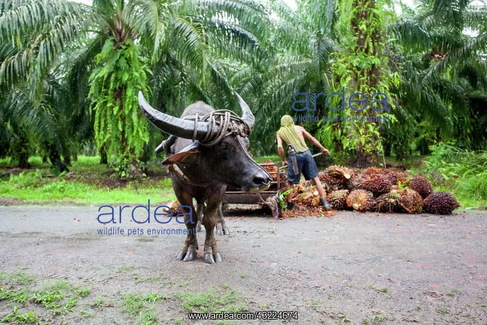 : Harvest the fruits of oil palm with Buffalo - Borneo : Harvest the fruits of oil palm with Buffalo - Borneo