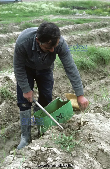 : Harvest in Greece, post-Chernobyl accident : Harvest in Greece, post-Chernobyl accident