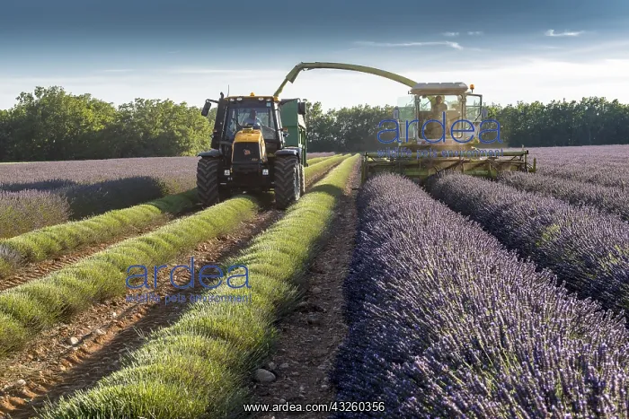  : Harvest of lavandin, summer, Provence, France