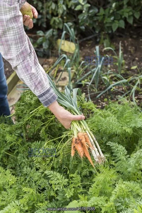 : Harvest of leeks and carrots in an organic vegetable : Harvest of leeks and carrots in an organic vegetable