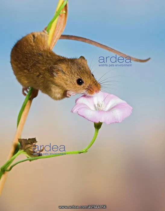 : Harvest mice - on bindweed : Harvest mice - on bindweed