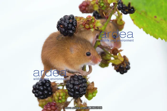 : Harvest Mice - Blackberries : Harvest Mice - Blackberries