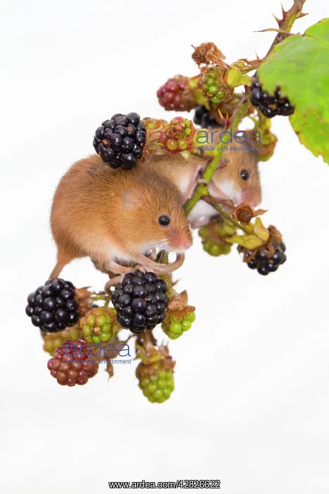 : Harvest Mice - Blackberries : Harvest Mice - Blackberries