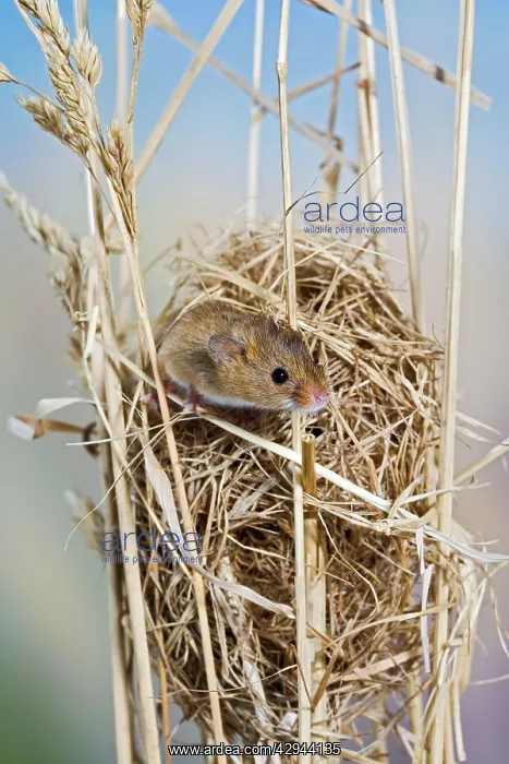 : Harvest mice - on nest : Harvest mice - on nest