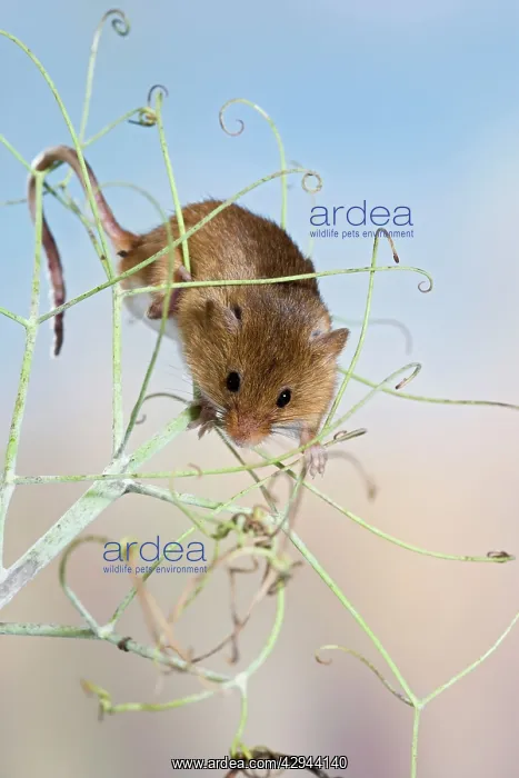 : Harvest mice - on peas : Harvest mice - on peas