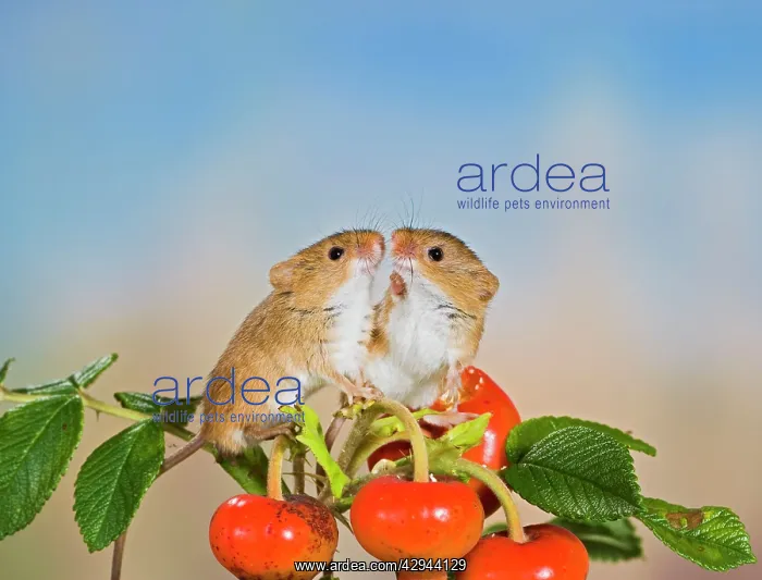 : Harvest mice - on rose hips : Harvest mice - on rose hips