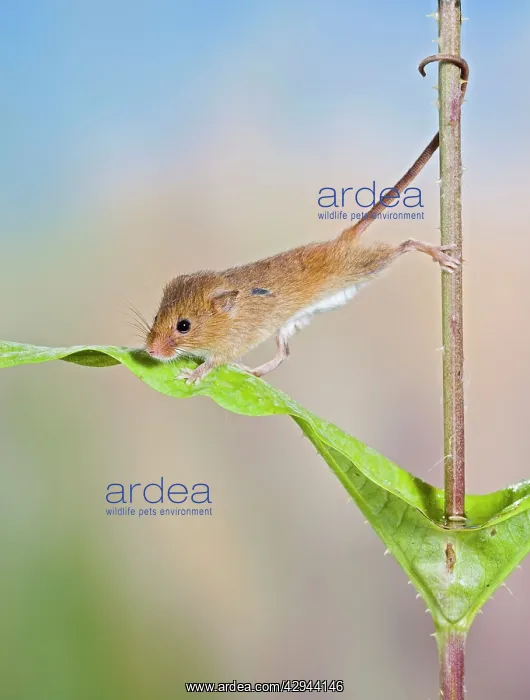 : Harvest mice - on teasel using tail to cimb : Harvest mice - on teasel using tail to cimb