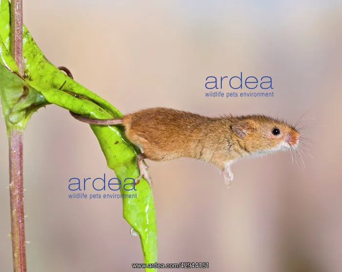 : Harvest mice - on teasel - using tail to grip : Harvest mice - on teasel - using tail to grip