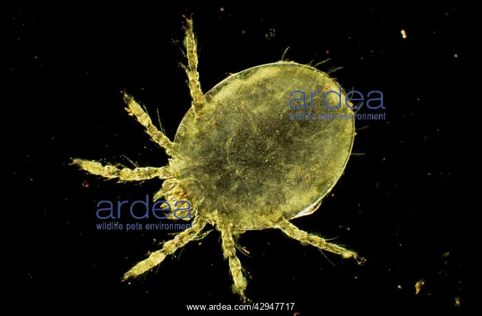 : Harvest Mite Chigger : Harvest Mite Chigger
