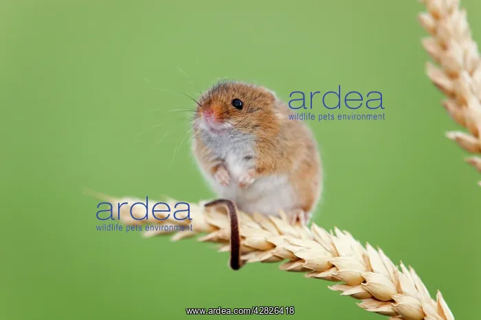 : Harvest Mouse : Harvest Mouse