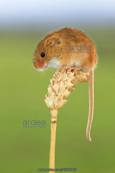  : Harvest Mouse