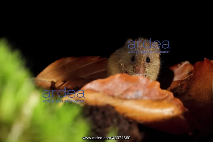 : Harvest Mouse : Harvest Mouse