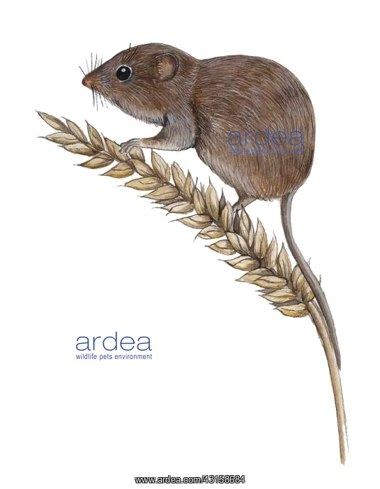 : Harvest Mouse : Harvest Mouse