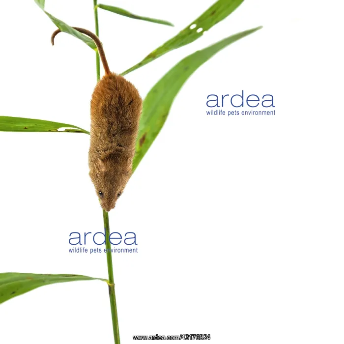: Harvest Mouse : Harvest Mouse