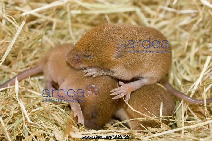 : Harvest Mouse - 7 day old mice - in nest : Harvest Mouse - 7 day old mice - in nest